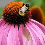 The flowers are highly attractive to pollinating insects, especially bees!