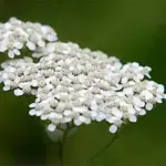 Achillea millefolium have clustered flower heads of tiny white flowers that from a distance look like little patches of snow resting on the grass.