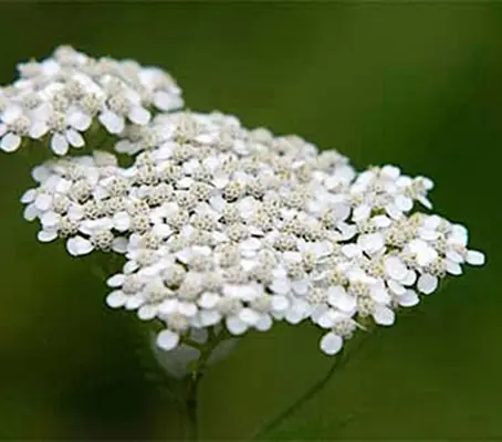 Achillea millefolium have clustered flower heads of tiny white flowers that from a distance look like little patches of snow resting on the grass.