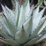 Agave parryi var. neomexicana is a dramatic specimen, the foliage is wide and heavily armed with dark tipped spines.