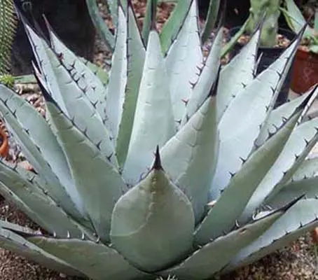 Agave parryi var. neomexicana is a dramatic specimen, the foliage is wide and heavily armed with dark tipped spines.