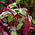 Amaranthus caudatus is the hanging or drooping amaranthus, the deep red variety also known as Love-Lies-Bleeding.