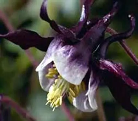 Aquilegia vulgaris 'William Guinness'-0
