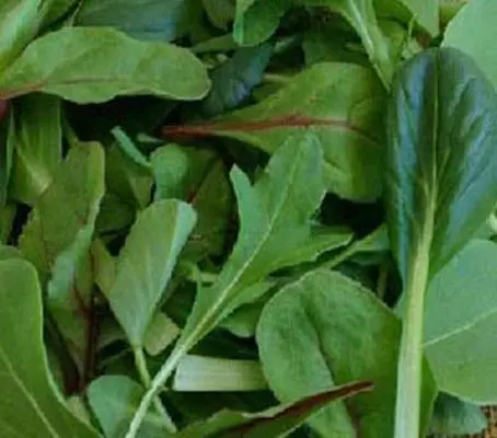 The Oriental Salad Mix is one of a series of blends which provide a wide variety of colourful and tasty salads.