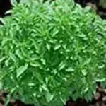 It has a tight compact growing habit and forms a perfectly spherical bush appearing as though having been pruned.