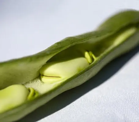 Aquadulce is universally recognised as being best hardy broad bean for an autumn sowing.