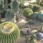 Cactus 'Mixed Species'-313