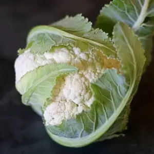 Cauliflower Snowball was first bred in America in the 1890's and there probably still isn't a better cauliflower to grow in the garden.