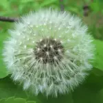 Dandelion, Taraxacum officinale-396