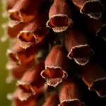 An aristocrat from Spain with densely packed spikes of cylindrical small chocolate funnels above dark green coloured glossy leaves.
