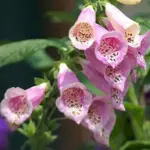 Digitalis purpurea 500mg ~5,000 Seeds-408