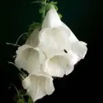 Pure white foxgloves are a supremely elegant plant.