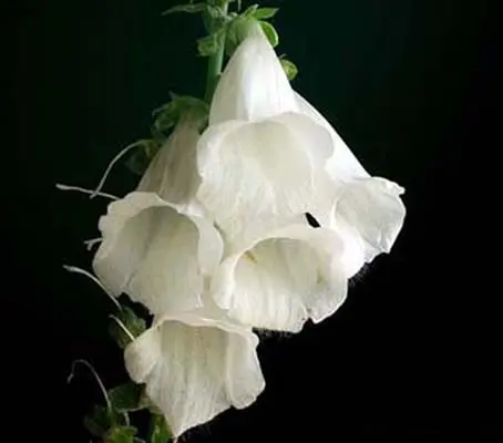 Pure white foxgloves are a supremely elegant plant.