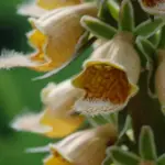 Each orchid like flower of Digitalis ferruginea has an interior of rich red to dark brown veins