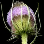 Teasel Blooms