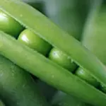 Pea “Early Onward” is a widely grown, long-standing favourite.