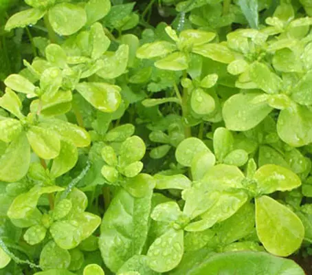 Purslane 'Golden Purslane'-0