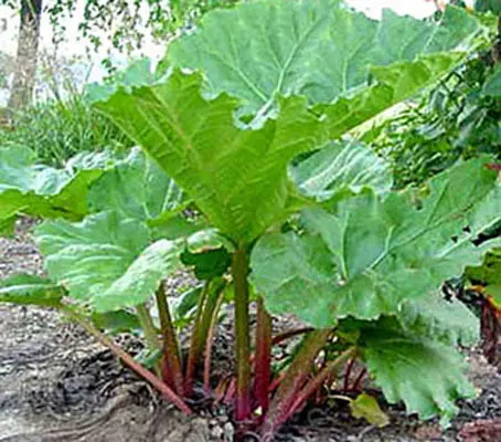 Rhubarb Victoria is one of the easiest Rhubarbs to raise from seed and can usually start to be harvested one year after sowing.