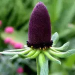 Rudbeckia occidentalis 'Green Wizard'-0