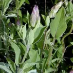 Garden Sage rivals many of its ornamental Salvia cousins during its three to four week bloom period.