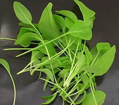 French or Buckler-leaf sorrel has much smaller leaves and a slightly milder flavour than the broad leaf form.