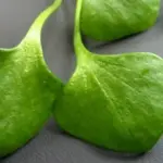 This is an incredibly succulent, melt-in-your-mouth raw salad green that has recently gained popularity in the gourmet greens world; attracting both world class organic growers and chefs.