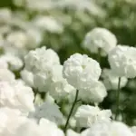 Achillea ptarmica 'The Pearl' flowers in only three months from seed.