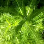 The handsome leaves are aromatic, especially in the early morning dew.