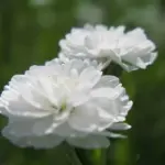 The flowers are suitable for fresh cutting and also for drying.