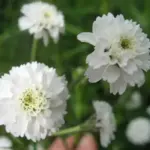 Elegant sprays of pure white double, pom-pom flowers are borne over a long period.