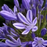The Blue African Lily is one of the aristocrats of the late summer garden