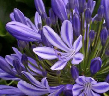 The Blue African Lily is one of the aristocrats of the late summer garden