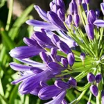 The distinctive trumpet shaped blooms can grow up to 25cm (10in) across and are very long-lasting