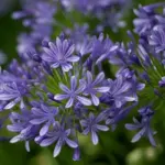 They are equally impressive in the border or large terracotta planter