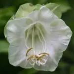 A favourite of many gardeners is the beautiful and fast-growing Cobaea scandens.