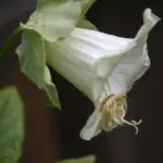 Alba is the more rare white flowering form, the flowers are greenish on opening, later turning into a creamy white.