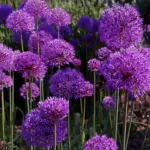 The flowers last a long time and help fill that awkward gap between the later spring bulbs and the perennials.