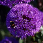 They are popular in both architectural and formal planting plus the long lasting flowers are ideal for cutting.