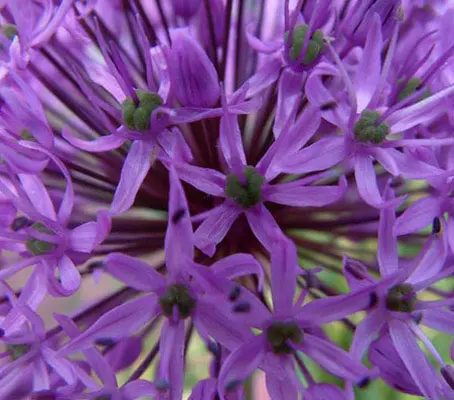 Allium 'Purple Sensation' is a stunning fashionable plant, with globes of rosy-purple crowded spherical umbels, and strap shaped leaves.