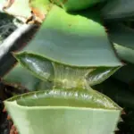 This aloe may be tapped for skin-soothing gel from the leaves.