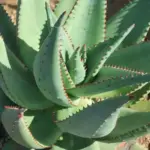 Aloe ferox, commonly known as The Cape Aloe is a distinctly handsome plant.