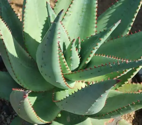 Aloe ferox, commonly known as The Cape Aloe is a distinctly handsome plant.