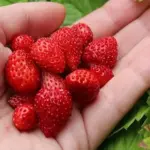 Strawberry 'Alexandria'-18285