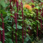 Each of these fascinating crimson or purple tassels is a colony of tightly packed, tiny flowers.