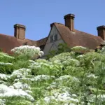 It has long been a favorite of naturalistic planting schemes, Ammi majus at Great Dixter