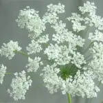 In summer, Ammi majus bears an abundance of large round blooms made up of clusters of tiny white florets.