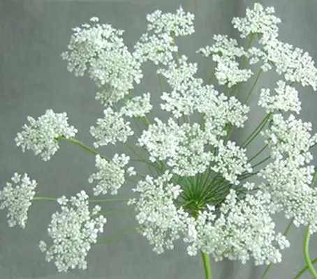 In summer, Ammi majus bears an abundance of large round blooms made up of clusters of tiny white florets.