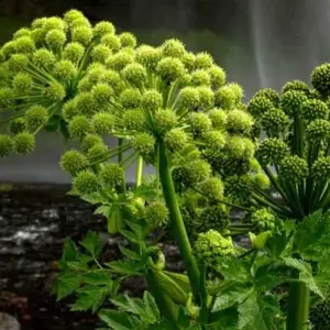 Angelica archangelica is a majestic plant that deserves a prominent position at the back of a border or in a wild part of the garden.