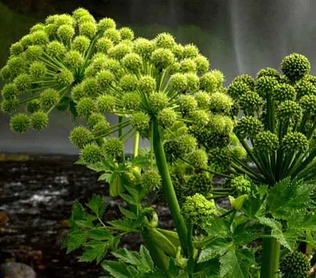 Angelica archangelica is a majestic plant that deserves a prominent position at the back of a border or in a wild part of the garden.
