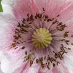 The Shirley Poppy was originally raised in the 1880's by the Rev. W. Wilks in his garden in Shirley near Croydon in Surrey.